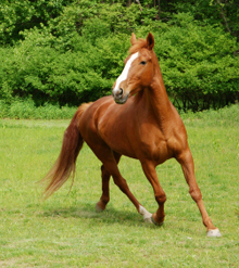 caring for your animal